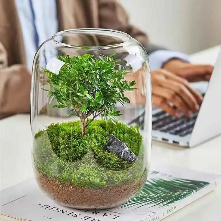 Креативная гидропонная ваза-аквариум Rustic Life Tree из прозрачного стекла для цветов и декора дома
Креативная гидропонная ваза-аквариум Rustic Life Tree из прозрачного стекла для цветов и декора дома