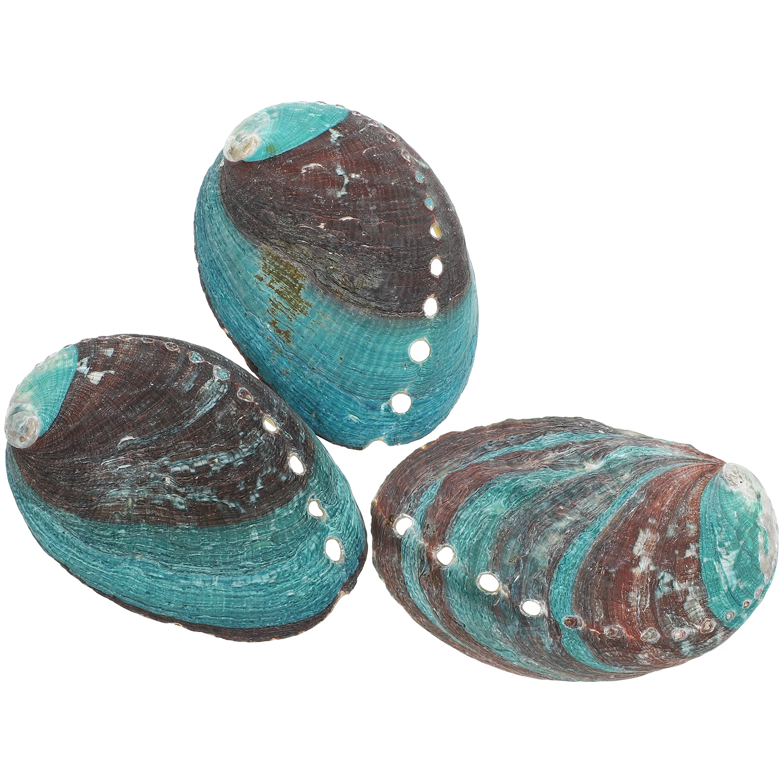 3Pcs Abalone Shell Decorations 8-10cm Natural Shells Smudge Bowl Crystal Holder Home Altar Ornament Shell Offering Holder
3Pcs Abalone Shell Decorations 8-10cm Natural Shells Smudge Bowl Crystal Holder Home Altar Ornament Shell Offering Holder