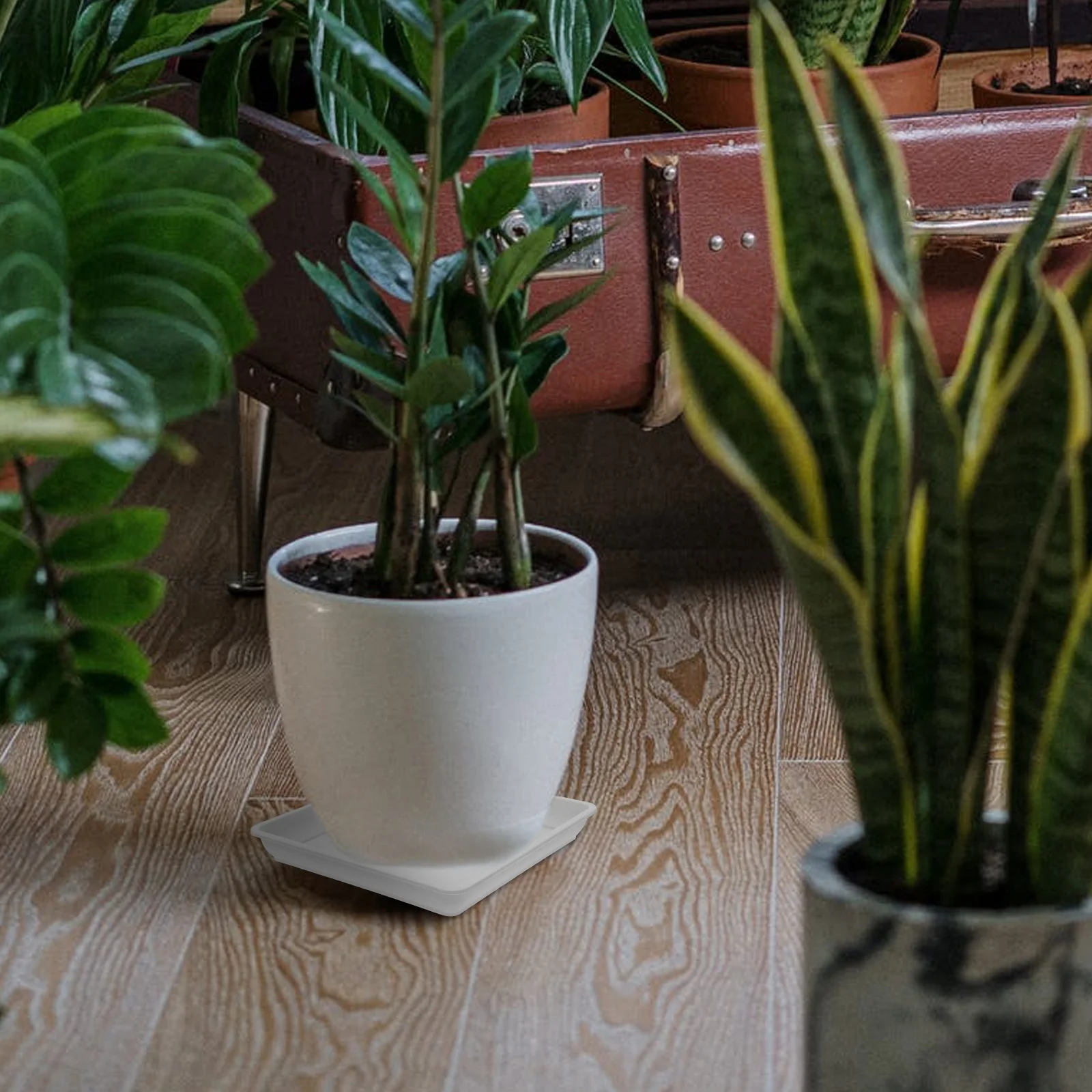 10Pcs Square Trays Flowerpot Water Trays Durable Waterproof Easy Clean Long Life Gardening Accessories Indoor Outdoor Balcony
10Pcs Square Trays Flowerpot Water Trays Durable Waterproof Easy Clean Long Life Gardening Accessories Indoor Outdoor Balcony