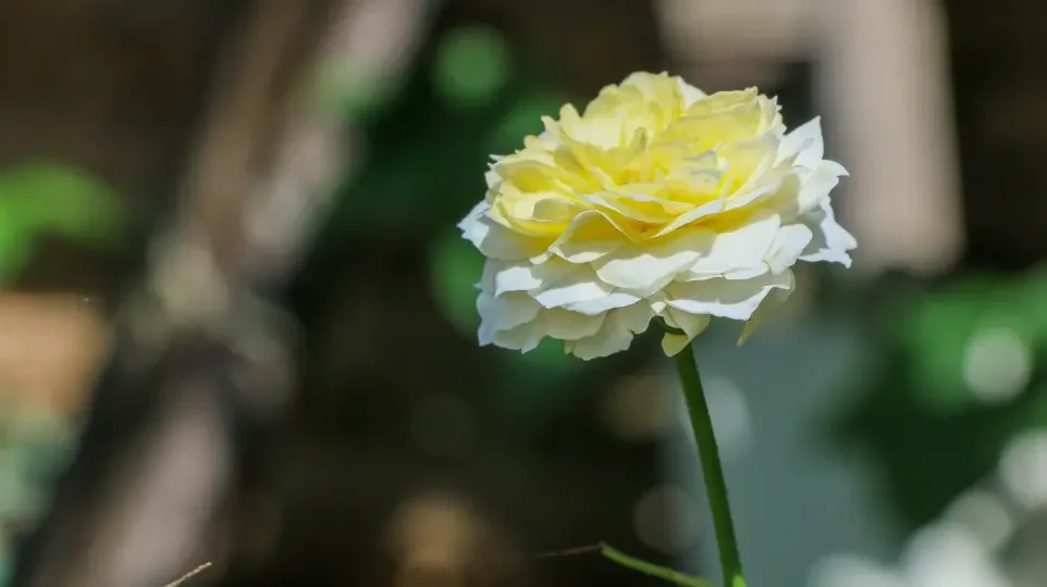 10S3P 36V 9000mAh 18650 Rechargeable Lithium Battery Pack Power Modified Bicycle Scooter Electric Vehicle with BMS
10S3P 36V 9000mAh 18650 Rechargeable Lithium Battery Pack Power Modified Bicycle Scooter Electric Vehicle with BMS