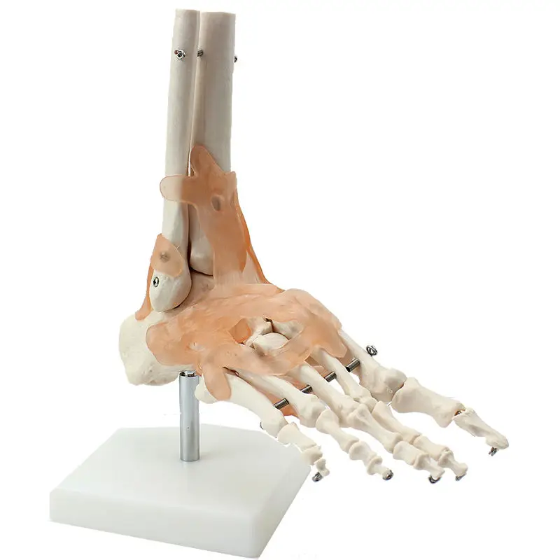 Human Foot Joint Model, Ankle, Ligament, Display Skeleton, Tabletop Decoration, Medical Teaching, Scientific Research Equipment
Human Foot Joint Model, Ankle, Ligament, Display Skeleton, Tabletop Decoration, Medical Teaching, Scientific Research Equipment