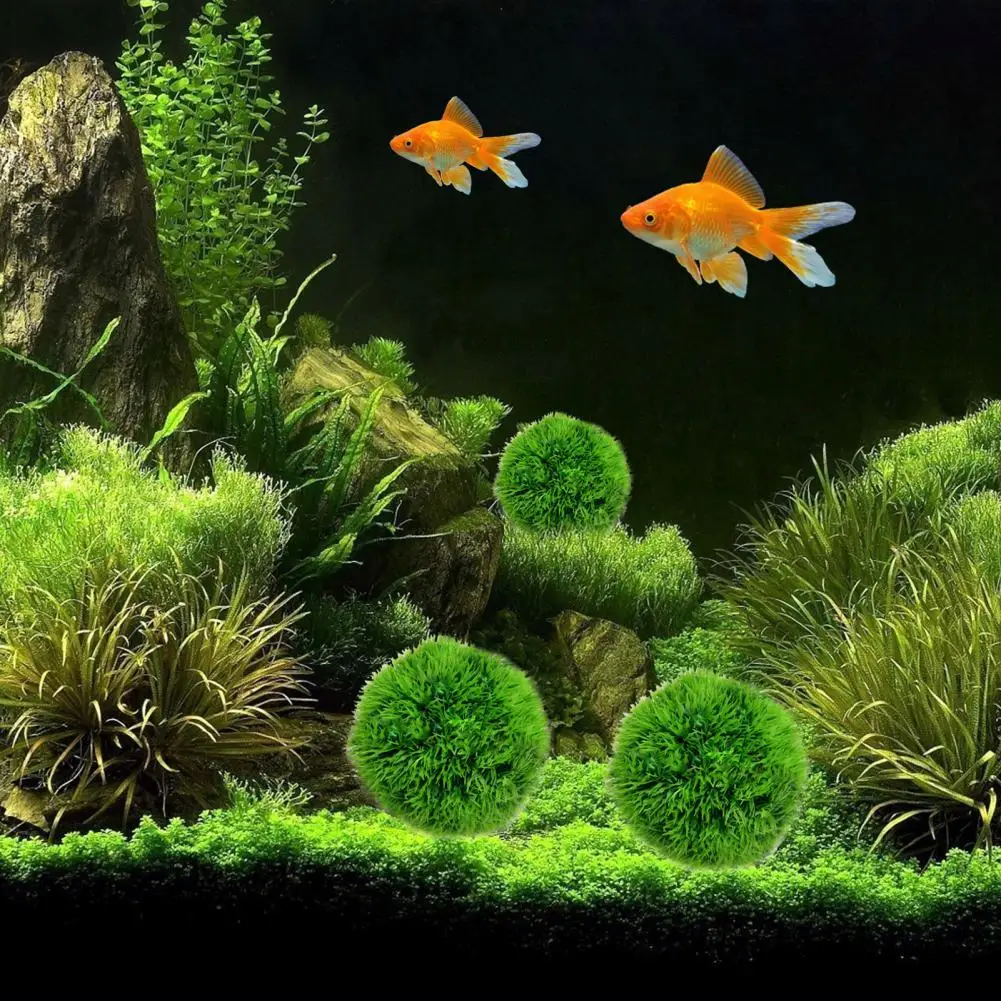 Practical Eco-friendly Green Color Aquarium Stylish Green Algae Ball Home Decor Green Plant Ball Marimo Moss Ball
Practical Eco-friendly Green Color Aquarium Stylish Green Algae Ball Home Decor Green Plant Ball Marimo Moss Ball