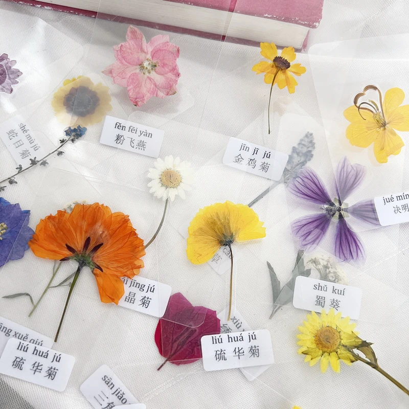 Plasticized Dried Flower Leaves, Plasticized Plant Specimens, Plasticized Real Leaves Stickers, Flower Identification, Real Leaves and Flowers Bookmarks, 20Pcs
Plasticized Dried Flower Leaves, Plasticized Plant Specimens, Plasticized Real Leaves Stickers, Flower Identification, Real Leaves and Flowers Bookmarks, 20Pcs