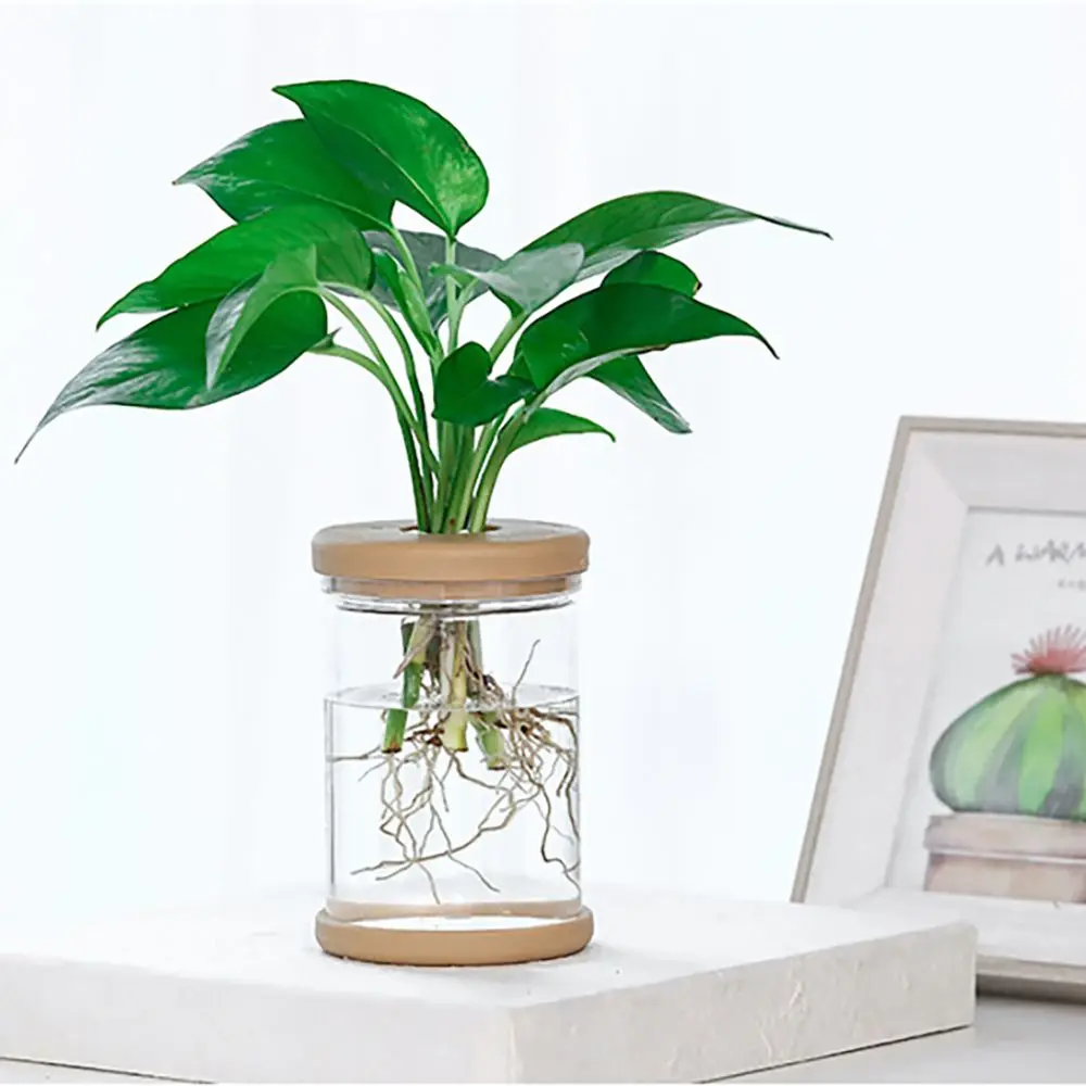Aquatic Plant Transparent for Indoor/Outdoor Resin Material Home Decor Garden Supplies Hydroponic Flowerpot Flower Planter
Aquatic Plant Transparent for Indoor/Outdoor Resin Material Home Decor Garden Supplies Hydroponic Flowerpot Flower Planter