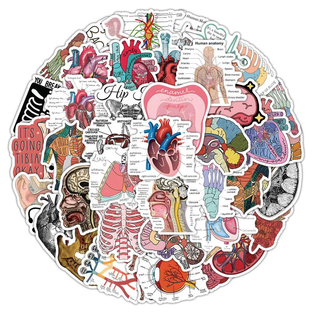 10/50PCS Anatomy Graffiti Stickers Cartoon Human Organ Medical Sticker for Phone Computer Notebook Stationery DIY Toys Secret
10/50PCS Anatomy Graffiti Stickers Cartoon Human Organ Medical Sticker for Phone Computer Notebook Stationery DIY Toys Secret