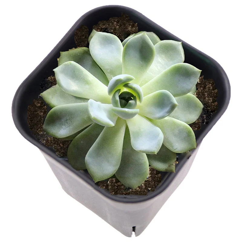 ABFS 36PCS-Pack Black Square Plastic Succulent Plant Pot For Plant Flowers Cactus, Etc., Black Nursery Flower Pot
ABFS 36PCS-Pack Black Square Plastic Succulent Plant Pot For Plant Flowers Cactus, Etc., Black Nursery Flower Pot