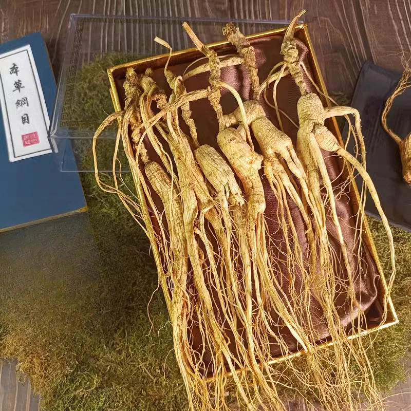 High-quality Changbai Mountain Understory Mountain Ginseng Simulation Ginseng Model Home Ornament
High-quality Changbai Mountain Understory Mountain Ginseng Simulation Ginseng Model Home Ornament