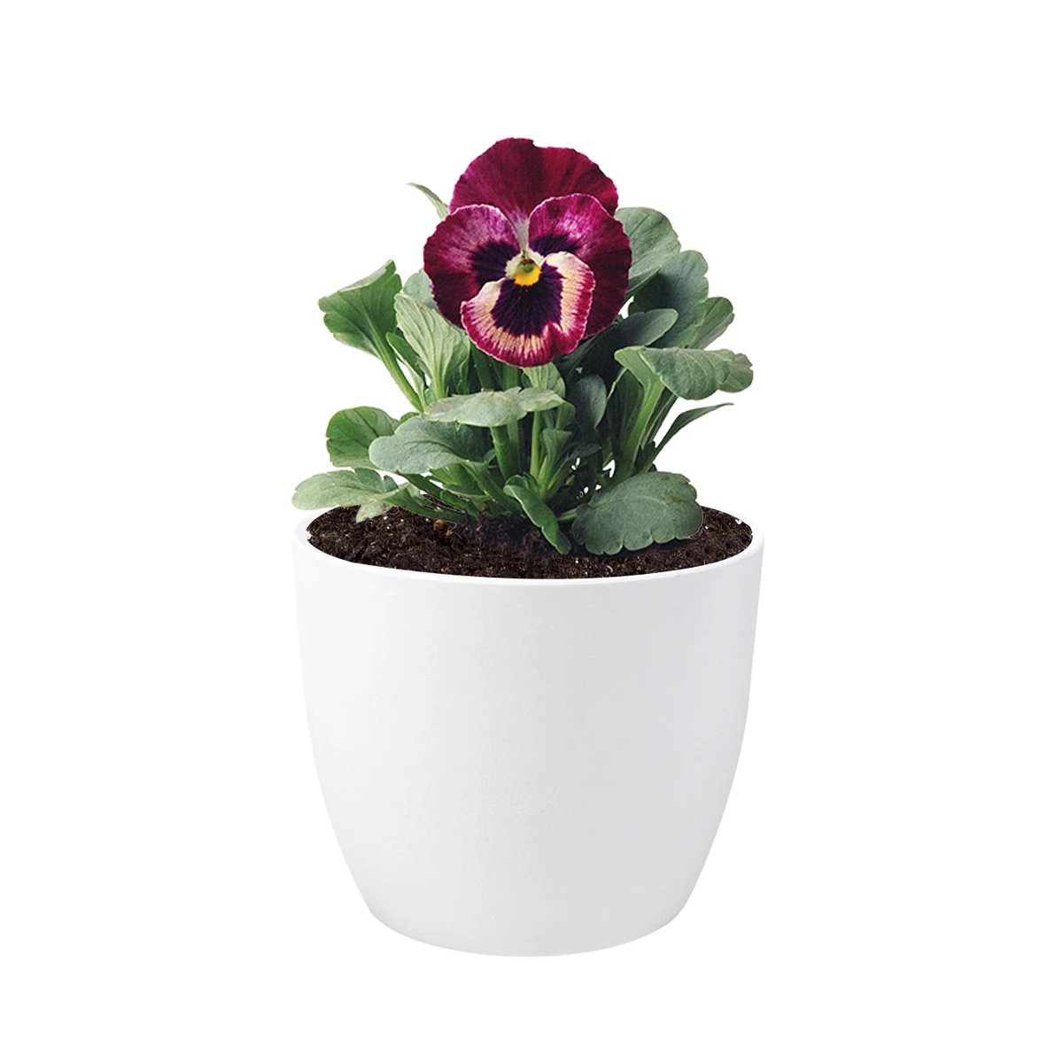 Automatic Water Absorption Plant Pot Large Size Self Watering Durable Corrosion Resistance Garden Indoor Flower Pot Gift
Automatic Water Absorption Plant Pot Large Size Self Watering Durable Corrosion Resistance Garden Indoor Flower Pot Gift