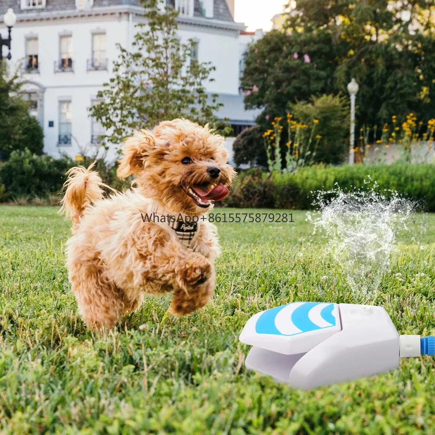 Hot Summer Outdoor Garden Drinking Sprinkler Pet Dog Water Dispenser Toy Step On Dog Water Fountain Step-on Press Water Toy
Hot Summer Outdoor Garden Drinking Sprinkler Pet Dog Water Dispenser Toy Step On Dog Water Fountain Step-on Press Water Toy