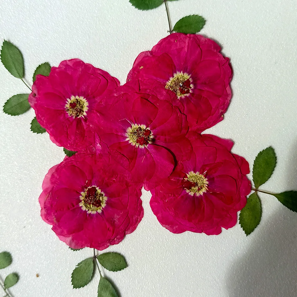 Spring New Rose Mixed Embossed Dried Flowers Real Flower Embossed Glue Necklace Earrings Dried Flowers Mobile Phone Case DIY Material Package Necklace
Spring New Rose Mixed Embossed Dried Flowers Real Flower Embossed Glue Necklace Earrings Dried Flowers Mobile Phone Case DIY Material Package Necklace