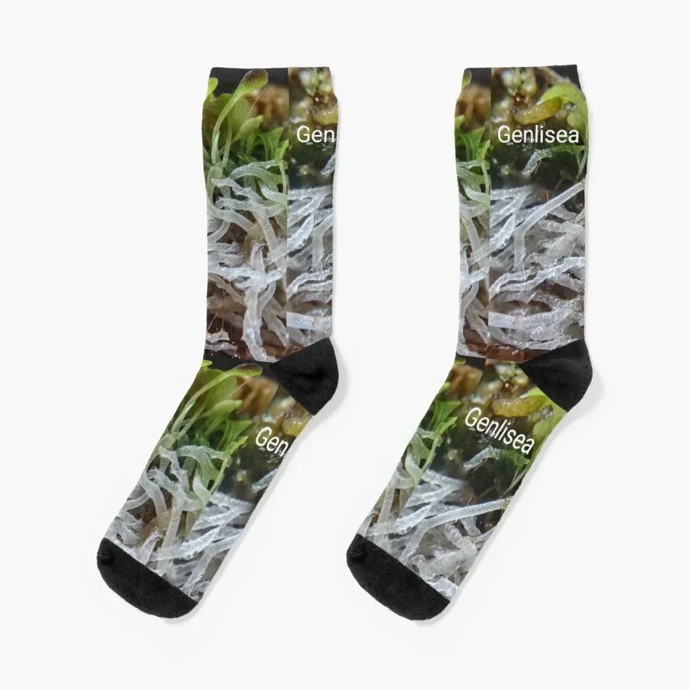 Genlisea aka the corkscrew plant #1 Socks hiking tennis Soccer Male Socks Women's
Genlisea aka the corkscrew plant #1 Socks hiking tennis Soccer Male Socks Women's