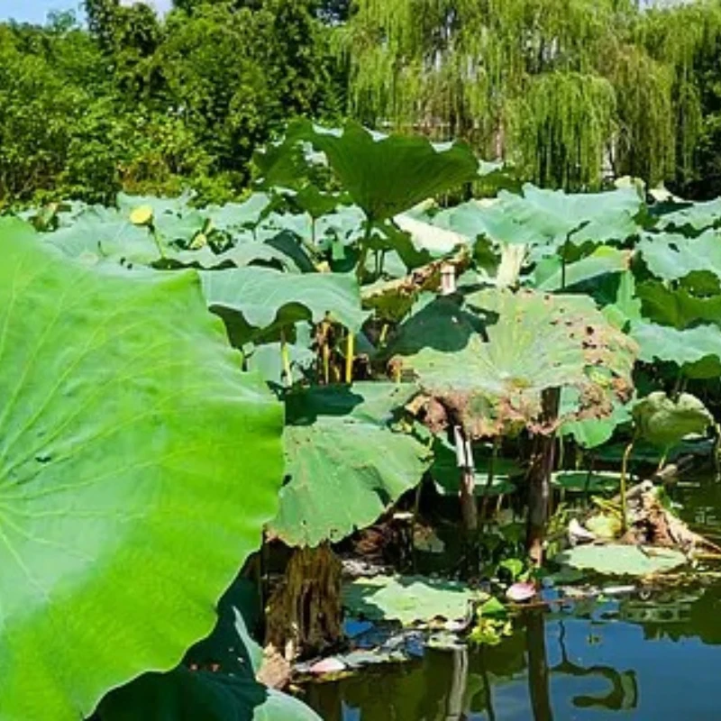 GEPRC SPEEDX2 2105.5 2650KV Motor Black M5 for DoMain Drone 3 4 inch FPV DIY RC FPV Quadcopter Freestyle Drone Accessories
GEPRC SPEEDX2 2105.5 2650KV Motor Black M5 for DoMain Drone 3 4 inch FPV DIY RC FPV Quadcopter Freestyle Drone Accessories