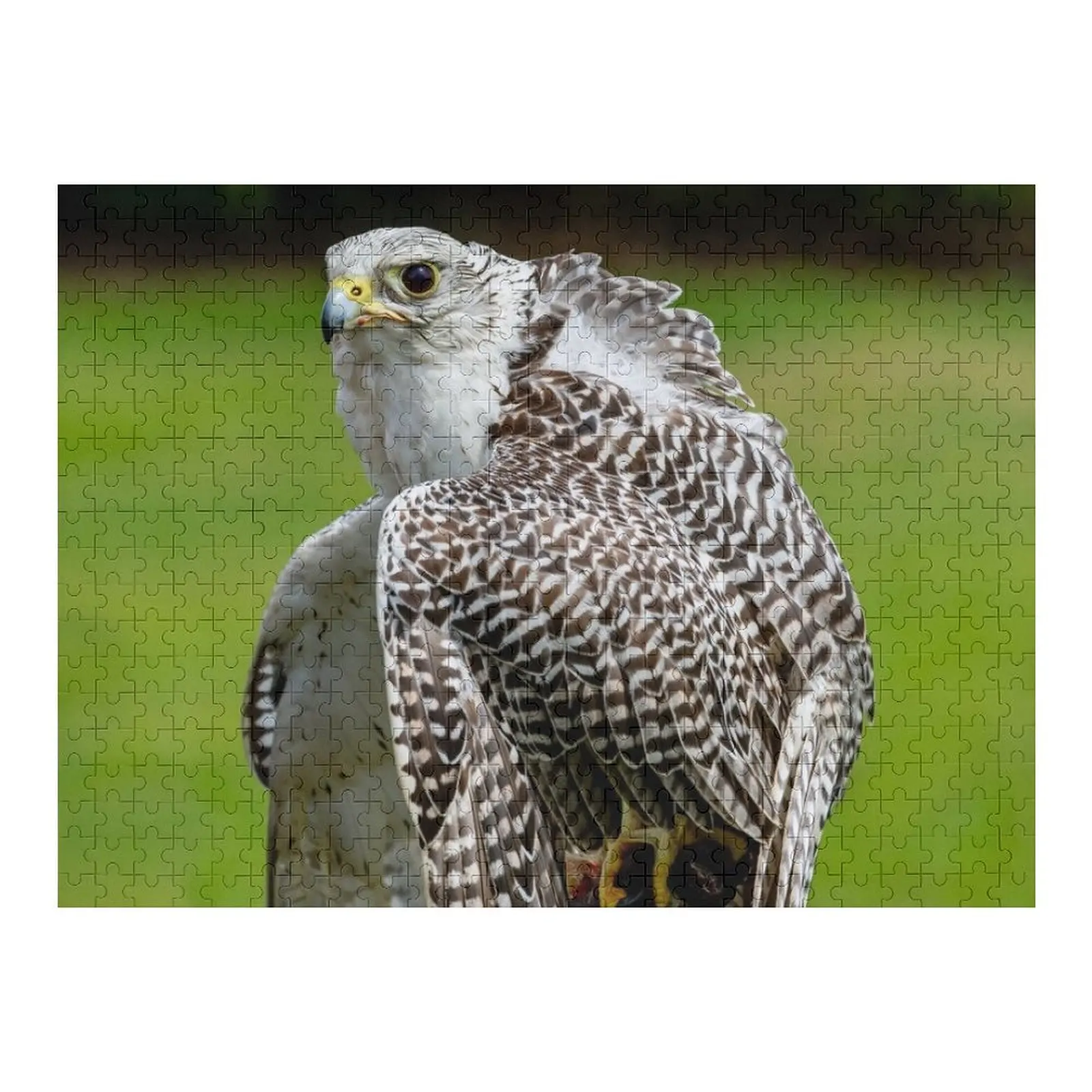 Головоломка Gyrfalcon Falcon Деревянное имя Персонализированное имя Пазл 
Головоломка Gyrfalcon Falcon Деревянное имя Персонализированное имя Пазл