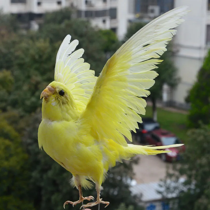 Taxidermy-Eurasian Yellow Color Melopsittacus undulatus, Budgerigar Budgie, Parrot specimen Teaching, Decoration Wait
Taxidermy-Eurasian Yellow Color Melopsittacus undulatus, Budgerigar Budgie, Parrot specimen Teaching, Decoration Wait