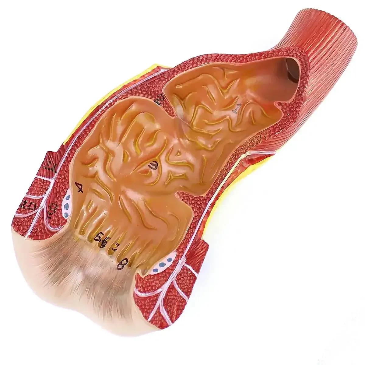 PVC Human Rectum and Canal Model Medical Anatomical Models Teaching
PVC Human Rectum and Canal Model Medical Anatomical Models Teaching