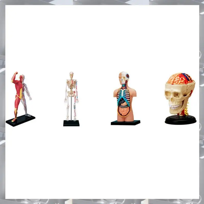 Hot Selling--Torso Human Body Model Removable Parts Education Organs Model For Teaching Study Class Students,-Tors
Hot Selling--Torso Human Body Model Removable Parts Education Organs Model For Teaching Study Class Students,-Tors