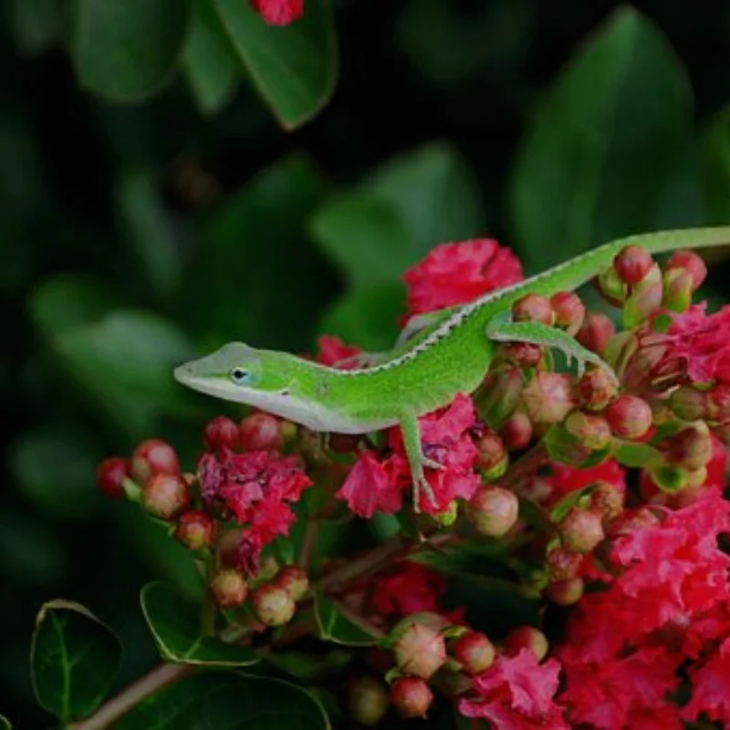 119 мм 1,9-дюймовые резиновые шины для колес, шины для восхождения для 1/10 RC гусеничного автомобиля, осевой SCX10 90046 TRX4 Redcat Gen8 
119 мм 1,9-дюймовые резиновые шины для колес, шины для восхождения для 1/10 RC гусеничного автомобиля, осевой SCX10 90046 TRX4 Redcat Gen8