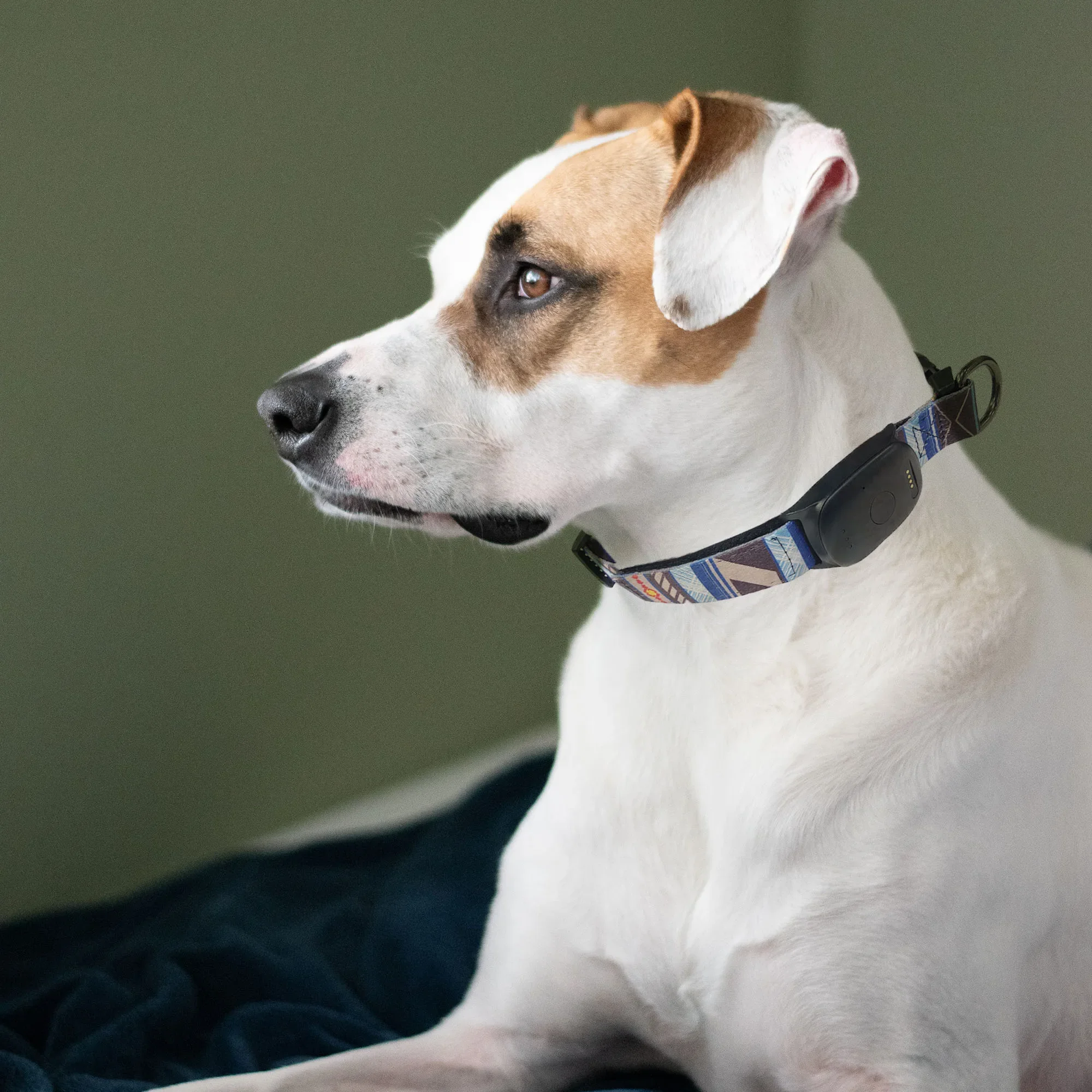 Waterproof Pet GPS Tracker Chip for Mini Dog and Cat Global Real Time GPS Locator
Waterproof Pet GPS Tracker Chip for Mini Dog and Cat Global Real Time GPS Locator