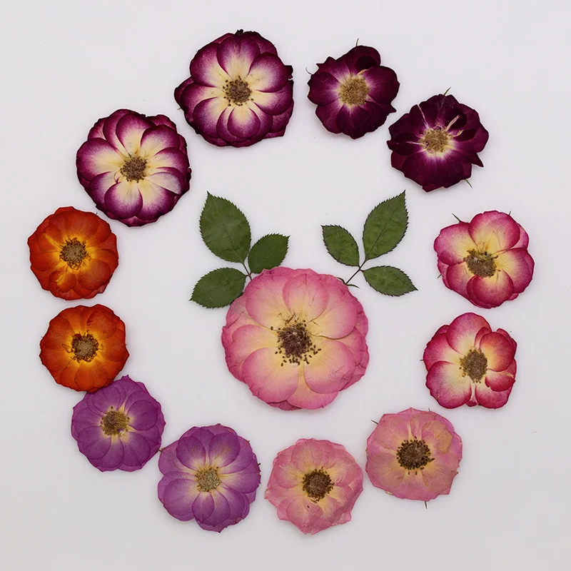 60Pcs Rose Real Flower Pressed Flower Specimens for Face Decoration, Pressed Flower Table Lamp, Candle Stickers, Dried Flowers, Handmade DIY Dried Flower Materials
60Pcs Rose Real Flower Pressed Flower Specimens for Face Decoration, Pressed Flower Table Lamp, Candle Stickers, Dried Flowers, Handmade DIY Dried Flower Materials