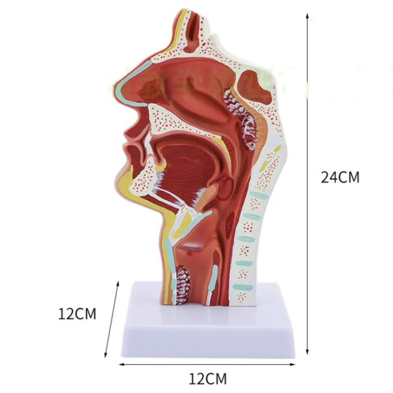 Носовая полость, ротовая полость, ларинкс, модель лекарственной полости носа, продольная Ортодонтическая полость человека 
Носовая полость, ротовая полость, ларинкс, модель лекарственной полости носа, продольная Ортодонтическая полость человека