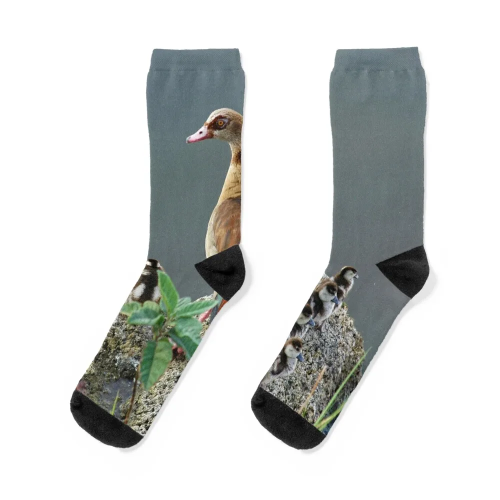 Egyptian Goose and Goslings Socks cute japanese fashion Socks Ladies Men's
Egyptian Goose and Goslings Socks cute japanese fashion Socks Ladies Men's