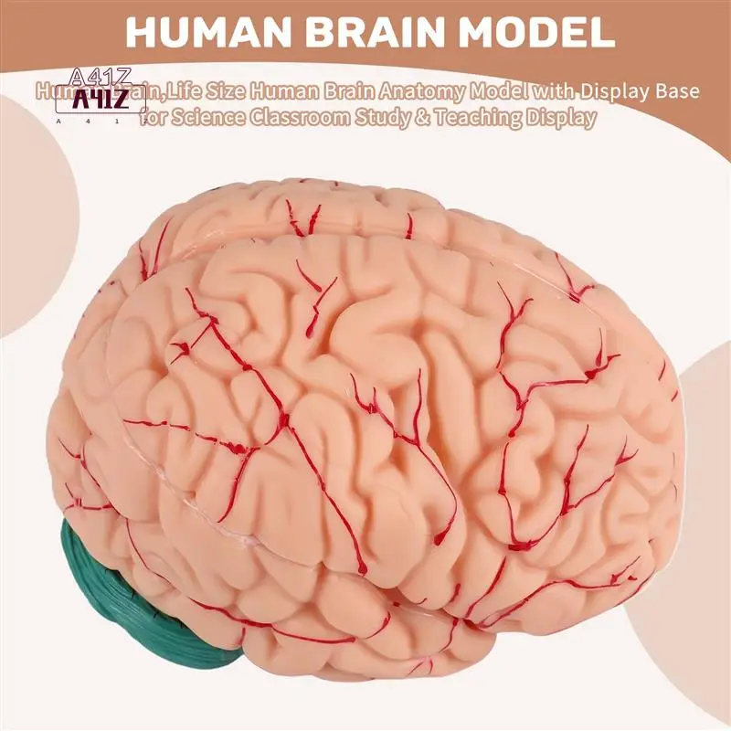 A41Z-Human Brain Model,Life Size Human Brain Anatomy Model With Display Base, For Science Classroom Study & Teaching Display
A41Z-Human Brain Model,Life Size Human Brain Anatomy Model With Display Base, For Science Classroom Study & Teaching Display