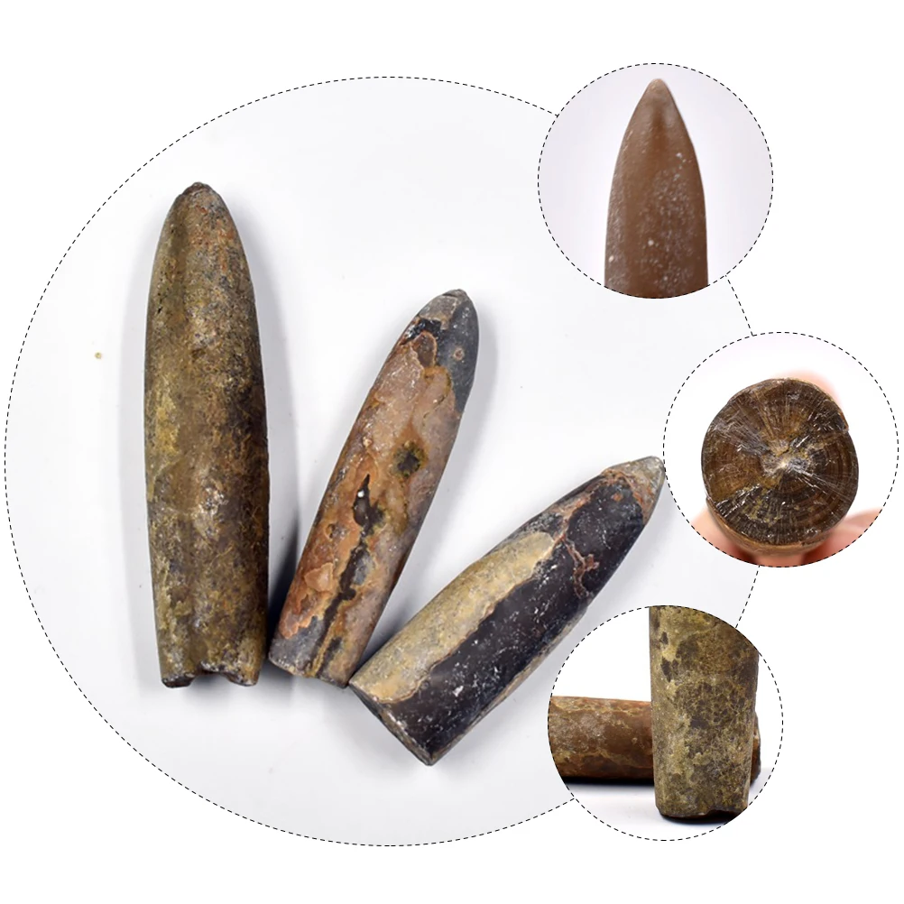 10pcs Fossilized Belemnite Specimen Teaching Tool For Kids Paleontology Educational Plaything Desktop Ornament
10pcs Fossilized Belemnite Specimen Teaching Tool For Kids Paleontology Educational Plaything Desktop Ornament