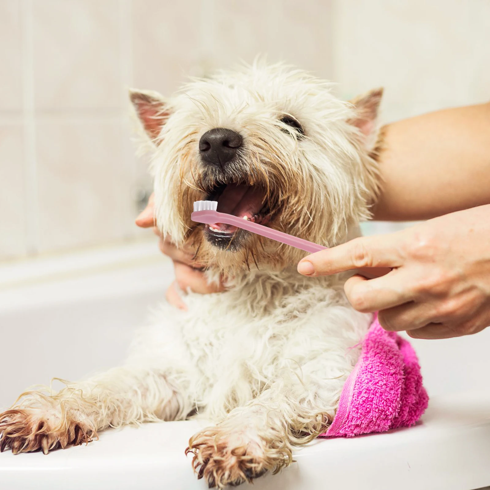 12pcs Pet Oral Cleaning Toothbrush Set for Dogs Cats Dual Head PP Nylon Toothbrushes Plaque Tartar Removal Gum Disease
12pcs Pet Oral Cleaning Toothbrush Set for Dogs Cats Dual Head PP Nylon Toothbrushes Plaque Tartar Removal Gum Disease