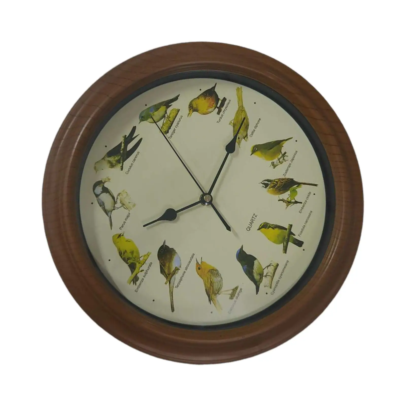 Wall Clock 10" Songbird Wall Clock Elegant Heavy Duty Clock Birdsong Alarm Clock
Wall Clock 10" Songbird Wall Clock Elegant Heavy Duty Clock Birdsong Alarm Clock