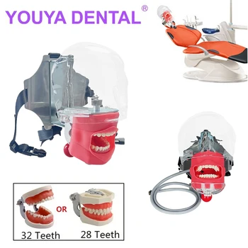 Dental Phantom Model with Teeth For Dentist Teaching Practice Training Apparatu Dentistry Lab Simulator Manikin Head Model
