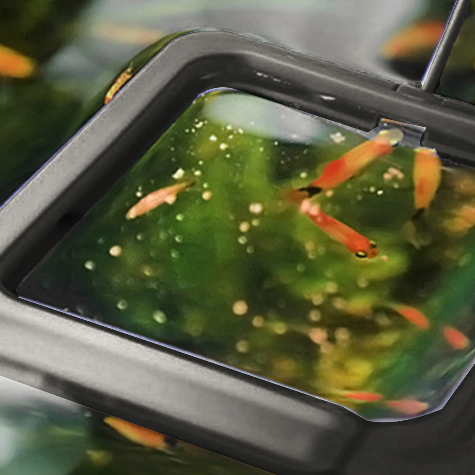 3pcs Portable Fish Feeder Ring Aquarium Feeding Circle Reusable Plastic Feeding Ring For Fish Tank Aquarium Accessory Pet
3pcs Portable Fish Feeder Ring Aquarium Feeding Circle Reusable Plastic Feeding Ring For Fish Tank Aquarium Accessory Pet