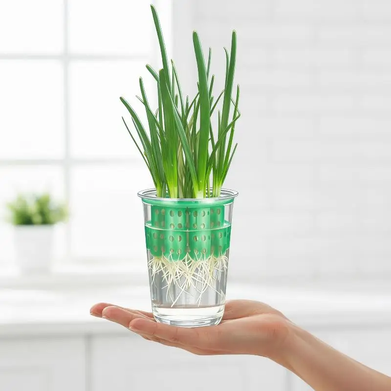 7-Hole Hydroponic Planters Ideal for Homegrown Garlic and Scallions in Indoor Gardens
7-Hole Hydroponic Planters Ideal for Homegrown Garlic and Scallions in Indoor Gardens