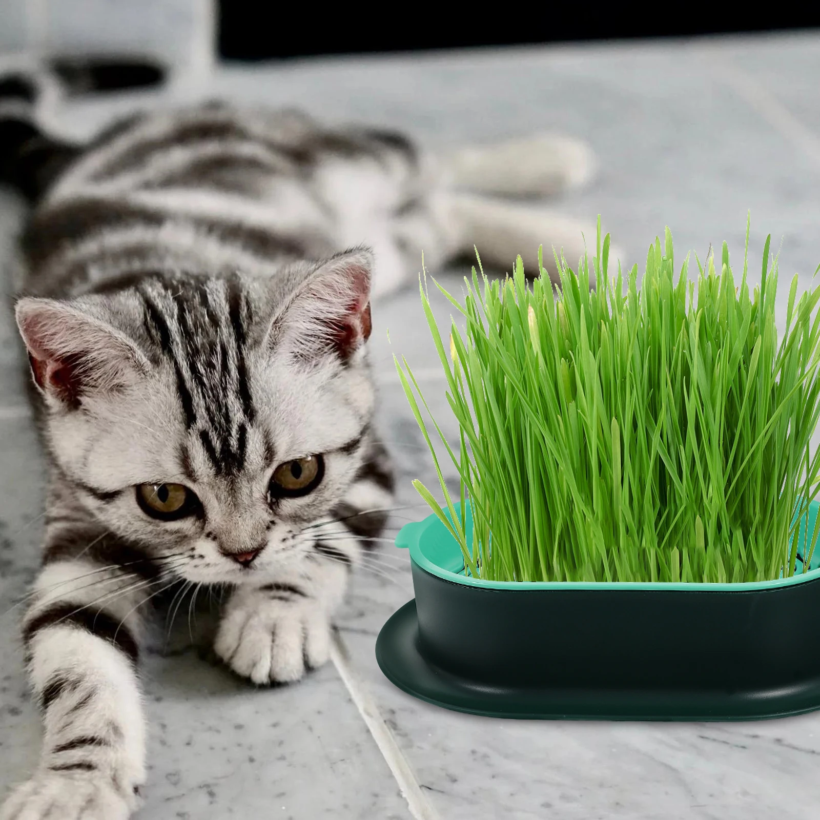 2 Sets Hydroponic Cat Grass Planter Boxes Indoor Cats Pet Green Reusable Soilless Nursery Kits Planting Box
2 Sets Hydroponic Cat Grass Planter Boxes Indoor Cats Pet Green Reusable Soilless Nursery Kits Planting Box