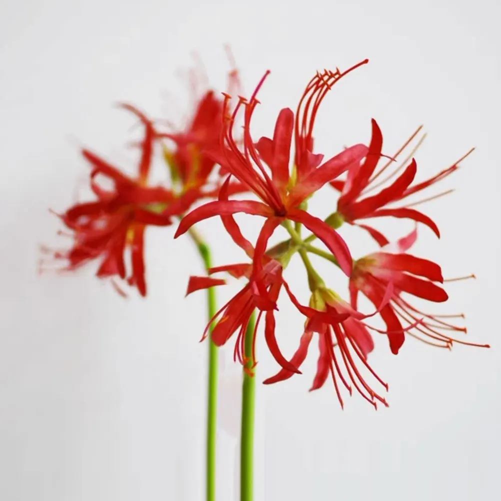 Lifelike Artificial Red Simulation Stems for Wedding DIY Lifelike Flower Centerpieces Flower Arrangement Prop Decor
Lifelike Artificial Red Simulation Stems for Wedding DIY Lifelike Flower Centerpieces Flower Arrangement Prop Decor