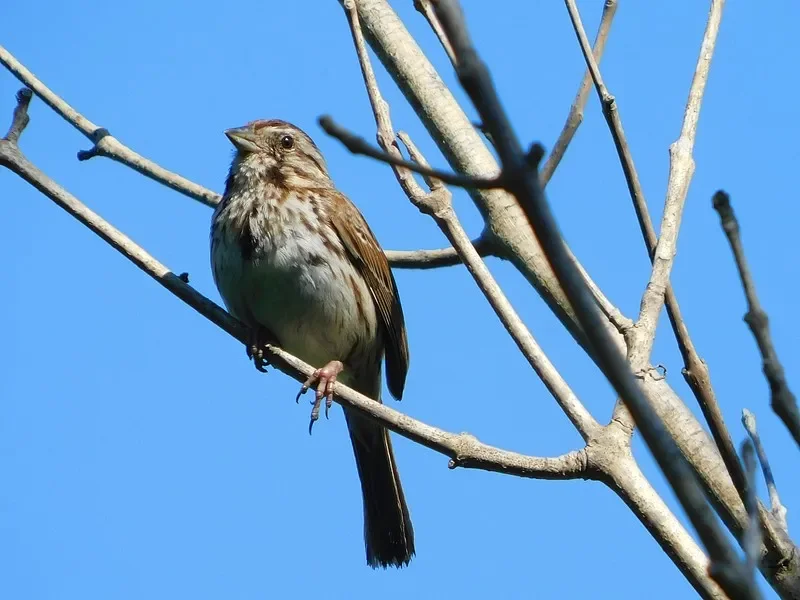 Flywoo ROBO 1002 19800KV/23500KV Бесщеточный двигатель FPV (2,4 г) — 1S для дронов Whoop/Toothpick (золотой/фиолетовый)
Flywoo ROBO 1002 19800KV/23500KV Бесщеточный двигатель FPV (2,4 г) — 1S для дронов Whoop/Toothpick (золотой/фиолетовый)