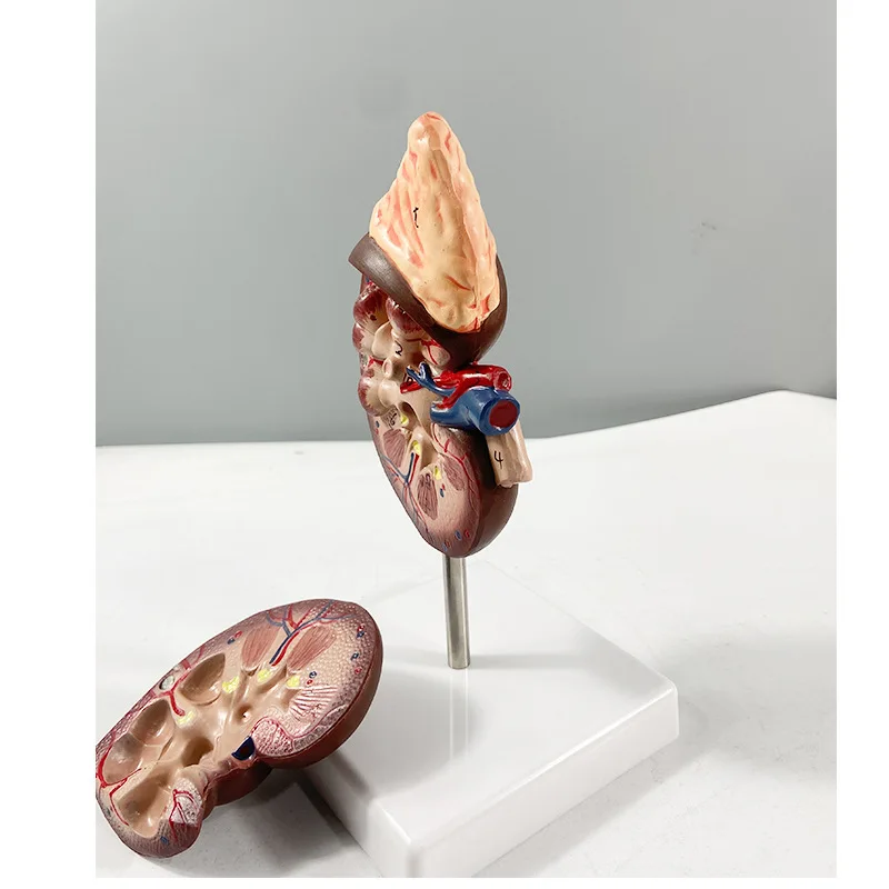 Модель почек в натуральную величину 1:1, съемная 2-компонентная анатомическая модель почек с садовым сальником (с основанием) для наборов инструментов для школьной лаборатории
Модель почек в натуральную величину 1:1, съемная 2-компонентная анатомическая модель почек с садовым сальником (с основанием) для наборов инструментов для школьной лаборатории