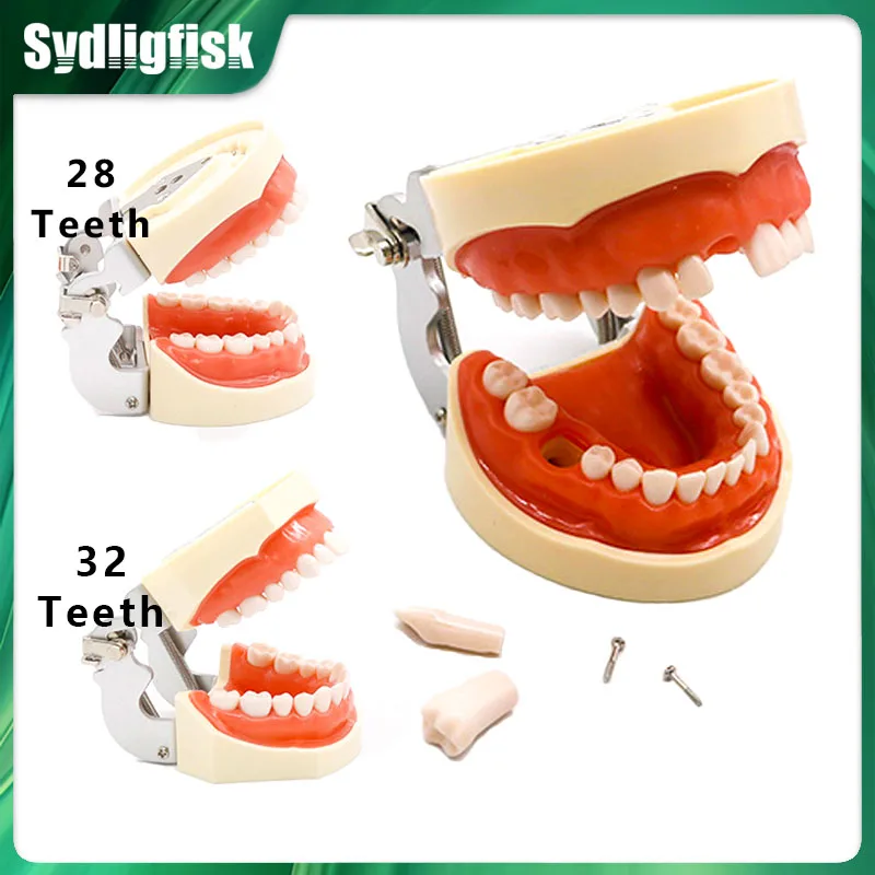 28/32 Dental Teeth Model Dental Teaching Model Soft Gum Resin Typodont Standard Removable Practice Training Demonstration Model
28/32 Dental Teeth Model Dental Teaching Model Soft Gum Resin Typodont Standard Removable Practice Training Demonstration Model