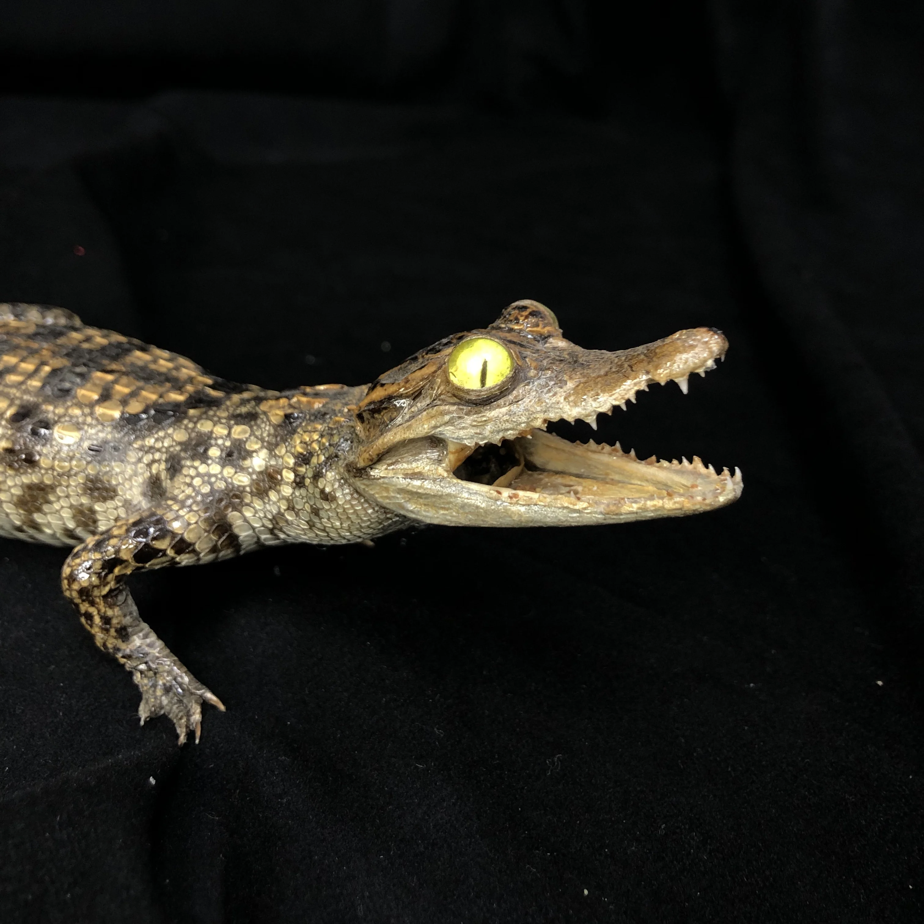 2195 Crawling Crocodile Handmade Unique Animal Figurine Home Office Decor Gift Exquisite Decorative Piece Perfect for Resin
2195 Crawling Crocodile Handmade Unique Animal Figurine Home Office Decor Gift Exquisite Decorative Piece Perfect for Resin