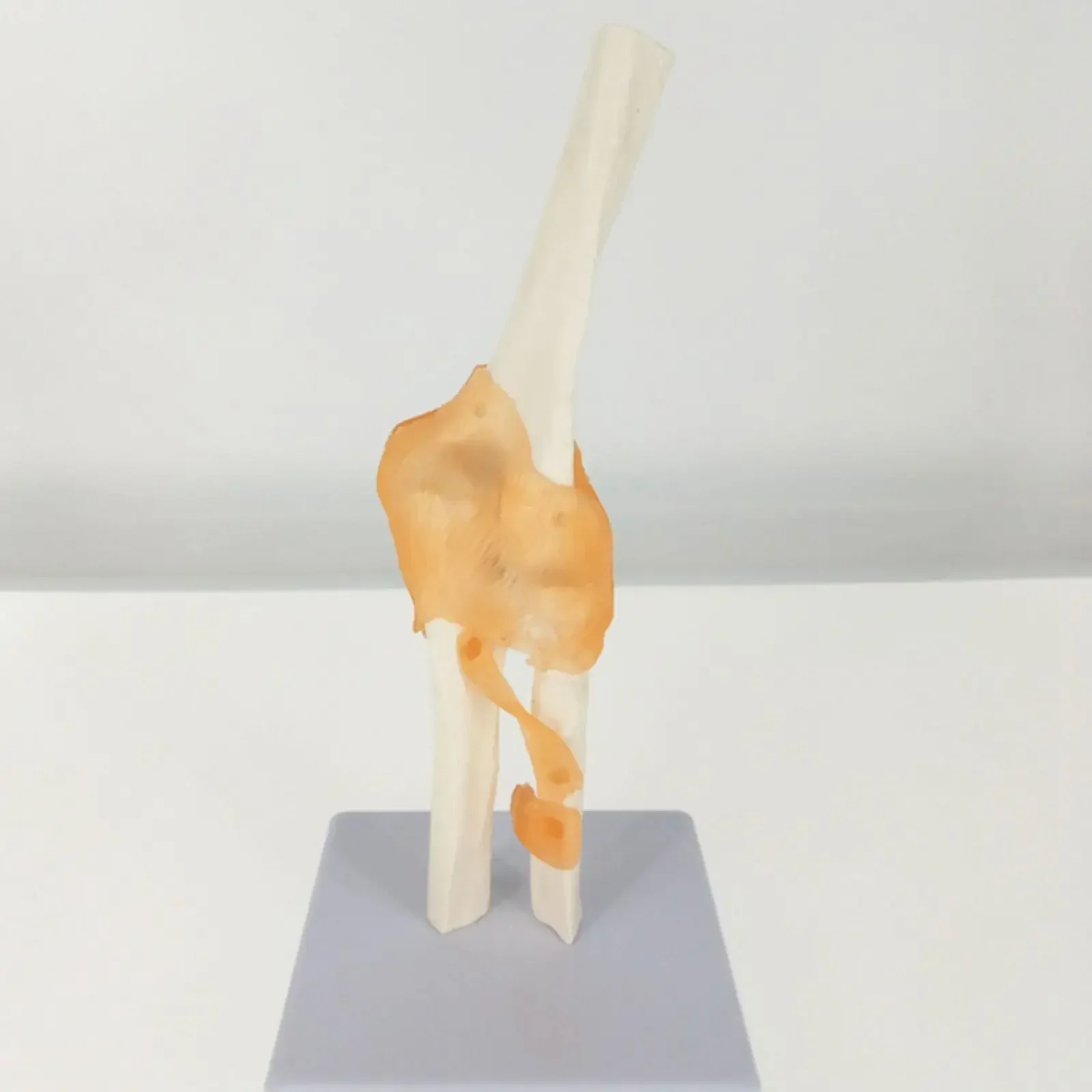 Анатомическая модель локтевого сустава из ПВХ, скелет, медицинская анатомия человека, функциональный тип в натуральную величину
Анатомическая модель локтевого сустава из ПВХ, скелет, медицинская анатомия человека, функциональный тип в натуральную величину