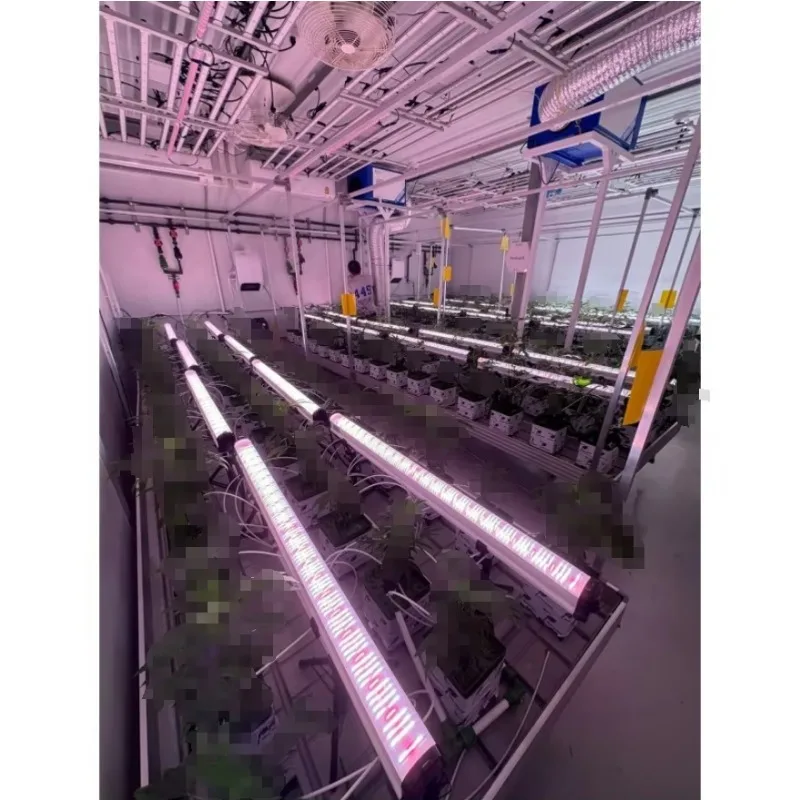 120W 4FT Under Canopy Led Grow Lights LM301H Interplanting Single Bar Dimmable Greenhouse Full Spectrum Indoor Farming 
120W 4FT Under Canopy Led Grow Lights LM301H Interplanting Single Bar Dimmable Greenhouse Full Spectrum Indoor Farming