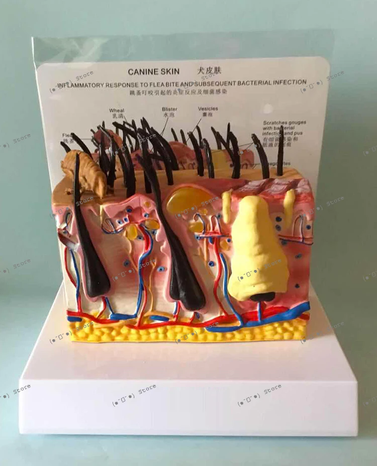 Sick Dog Skin Anatomy Model Animal Skin Teaching Instrument Canine Teaching Pet Model Animal Husbandry
Sick Dog Skin Anatomy Model Animal Skin Teaching Instrument Canine Teaching Pet Model Animal Husbandry
