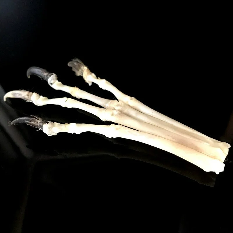 1 pcs Real skull Red Fox, Silver Fox feet articulated bones claws paws taxidermy
1 pcs Real skull Red Fox, Silver Fox feet articulated bones claws paws taxidermy