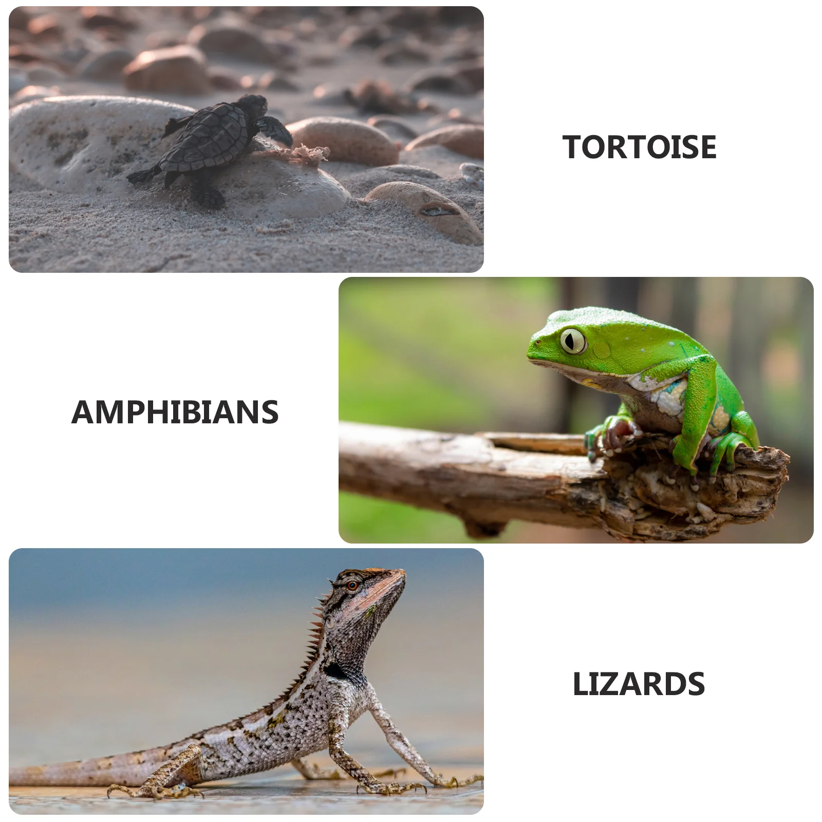 Reptile Feeding Plate Stone Food Basin Turtle Tortoise Feeding Basin Durable Natural Material Easy Clean Pet Food Dish 
Reptile Feeding Plate Stone Food Basin Turtle Tortoise Feeding Basin Durable Natural Material Easy Clean Pet Food Dish