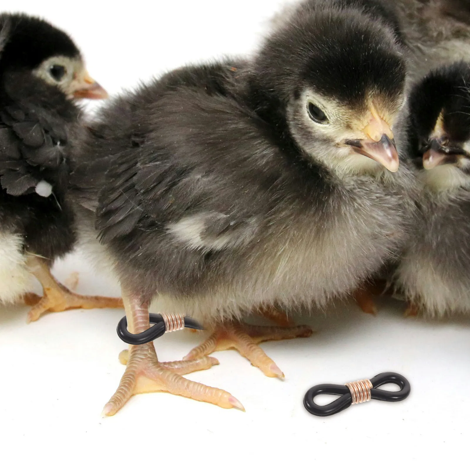 200Pcs Chicken Leg Bands Silicone Black Adjustable Chick Leg Corrector Spraddle Fixer Poultry Care Supplies Poultry Care Tools
200Pcs Chicken Leg Bands Silicone Black Adjustable Chick Leg Corrector Spraddle Fixer Poultry Care Supplies Poultry Care Tools