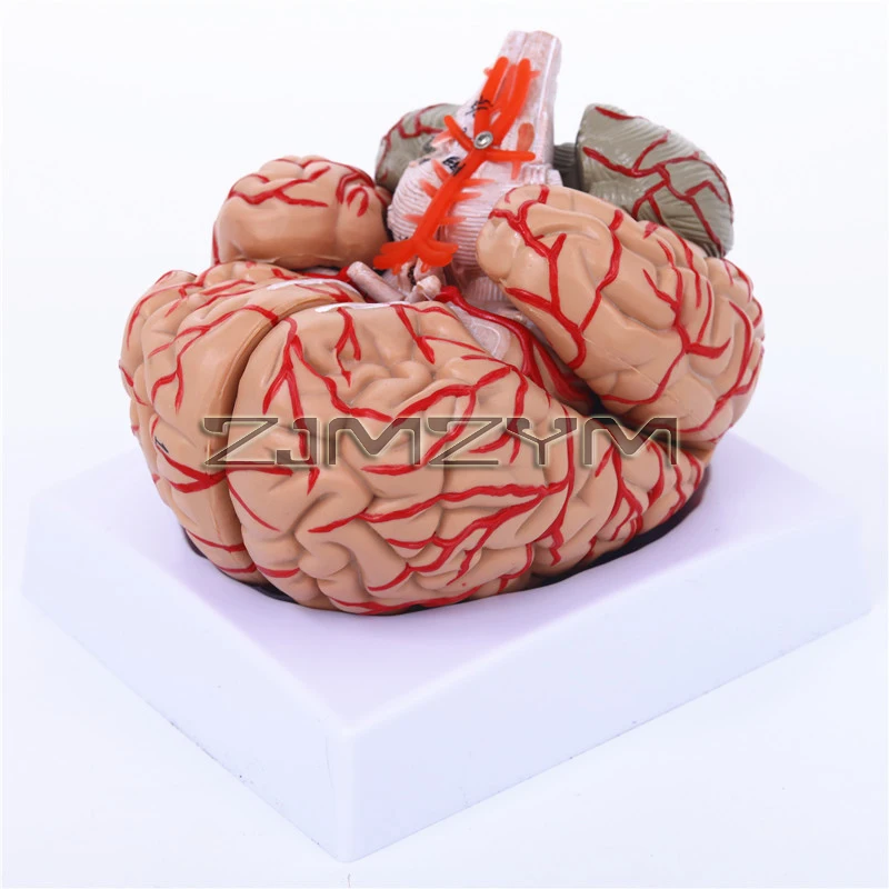 Анатомически точная модель мозга, съемная цветная анатомическая модель мозга для преподавания наук, медицинского языка
Анатомически точная модель мозга, съемная цветная анатомическая модель мозга для преподавания наук, медицинского языка