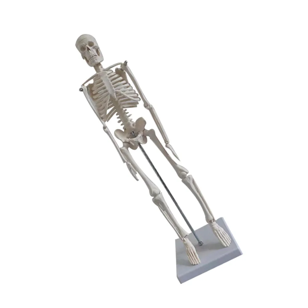 PVC Human Anatomical Scientific Teaching for Education Office School University Display Scientific
PVC Human Anatomical Scientific Teaching for Education Office School University Display Scientific