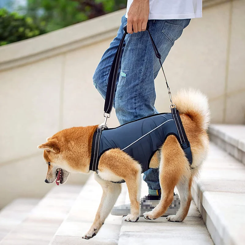 Dog Lift Harness Pet Support Rehabilitation Sling Padded Breathable Straps for Old Disabled Joint Injuries Arthritis Dog Walk
Dog Lift Harness Pet Support Rehabilitation Sling Padded Breathable Straps for Old Disabled Joint Injuries Arthritis Dog Walk