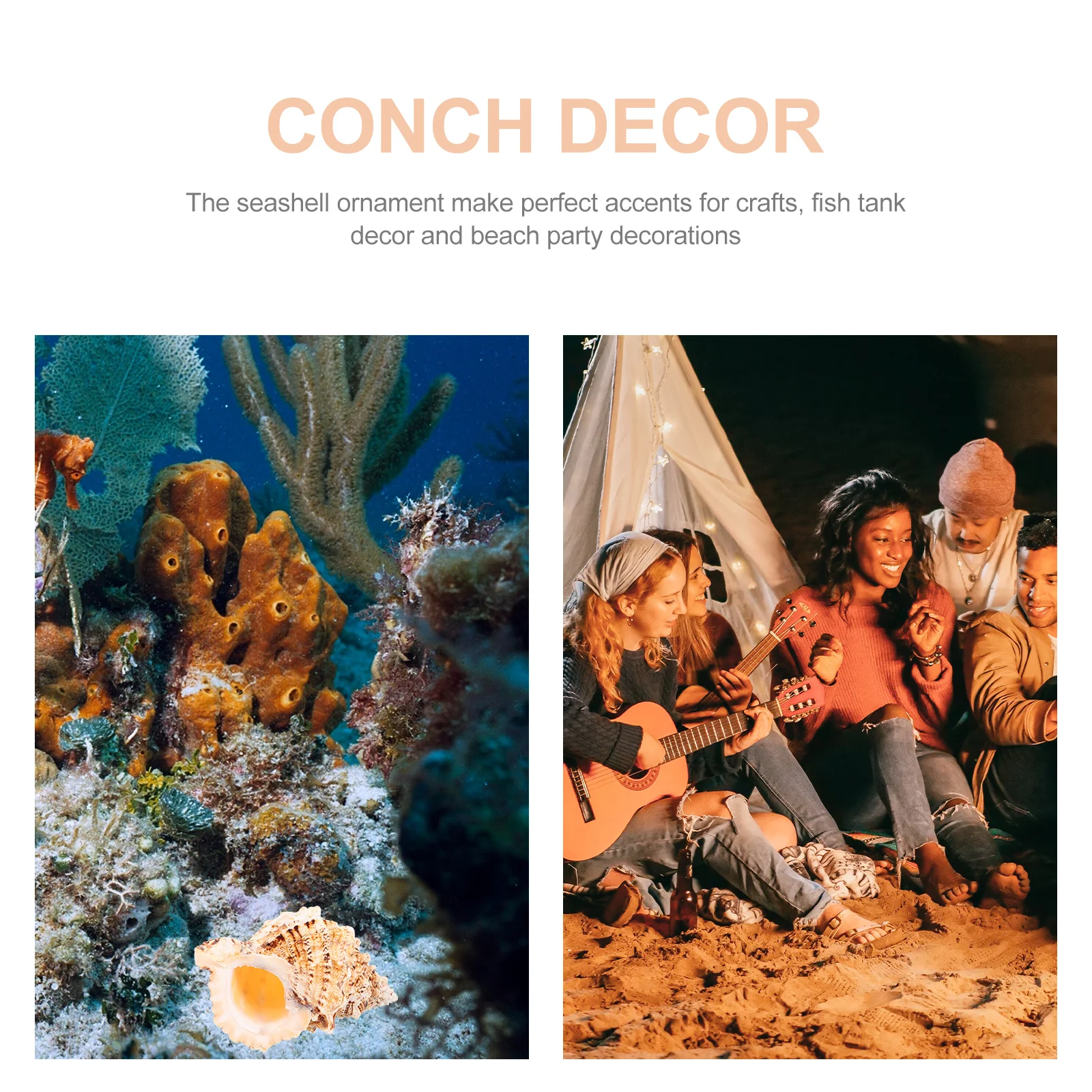 Large Natural Shell For Fish Tank Aquarium Decoration Craft Home Decor Wedding Party Diy Conch Craft Conch Adorn
Large Natural Shell For Fish Tank Aquarium Decoration Craft Home Decor Wedding Party Diy Conch Craft Conch Adorn