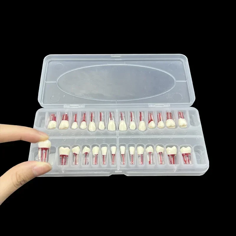 VV Dental 28 шт., смола, эндодонтическая модель зубов для эндодонтического корневого канала, смола, практика, эндо-бучение пульпы, полости
VV Dental 28 шт., смола, эндодонтическая модель зубов для эндодонтического корневого канала, смола, практика, эндо-бучение пульпы, полости