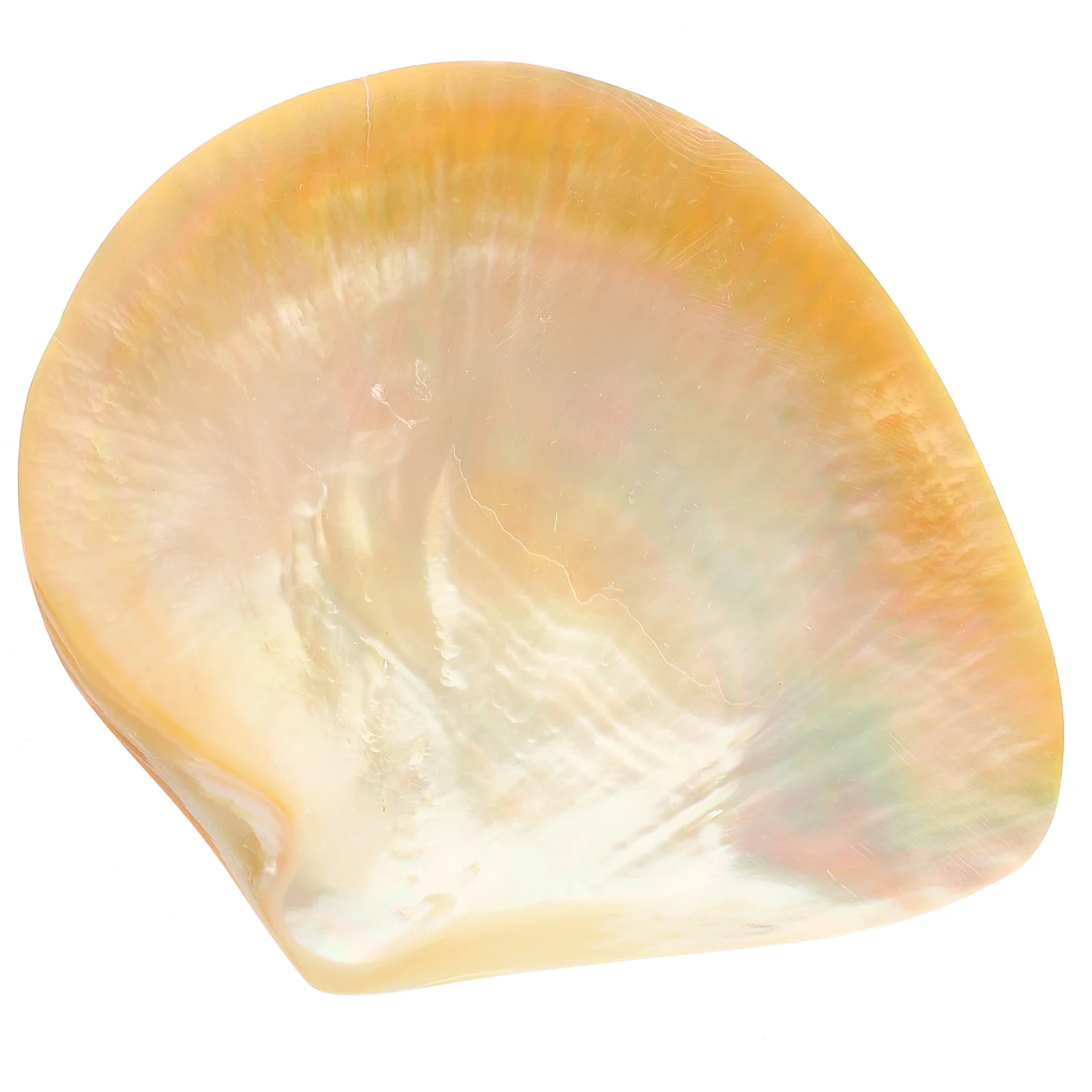1Pc Shells Decorative Tray Unique Shape Natural Salad Plates Delicate Appetizer Dessert Home Dinner Plate Tableware Sets
1Pc Shells Decorative Tray Unique Shape Natural Salad Plates Delicate Appetizer Dessert Home Dinner Plate Tableware Sets